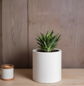 A plant in a white pot on a wooden table, tabletop round FRP planter.