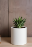 A plant in a white pot on a wooden table, tabletop round FRP planter.
