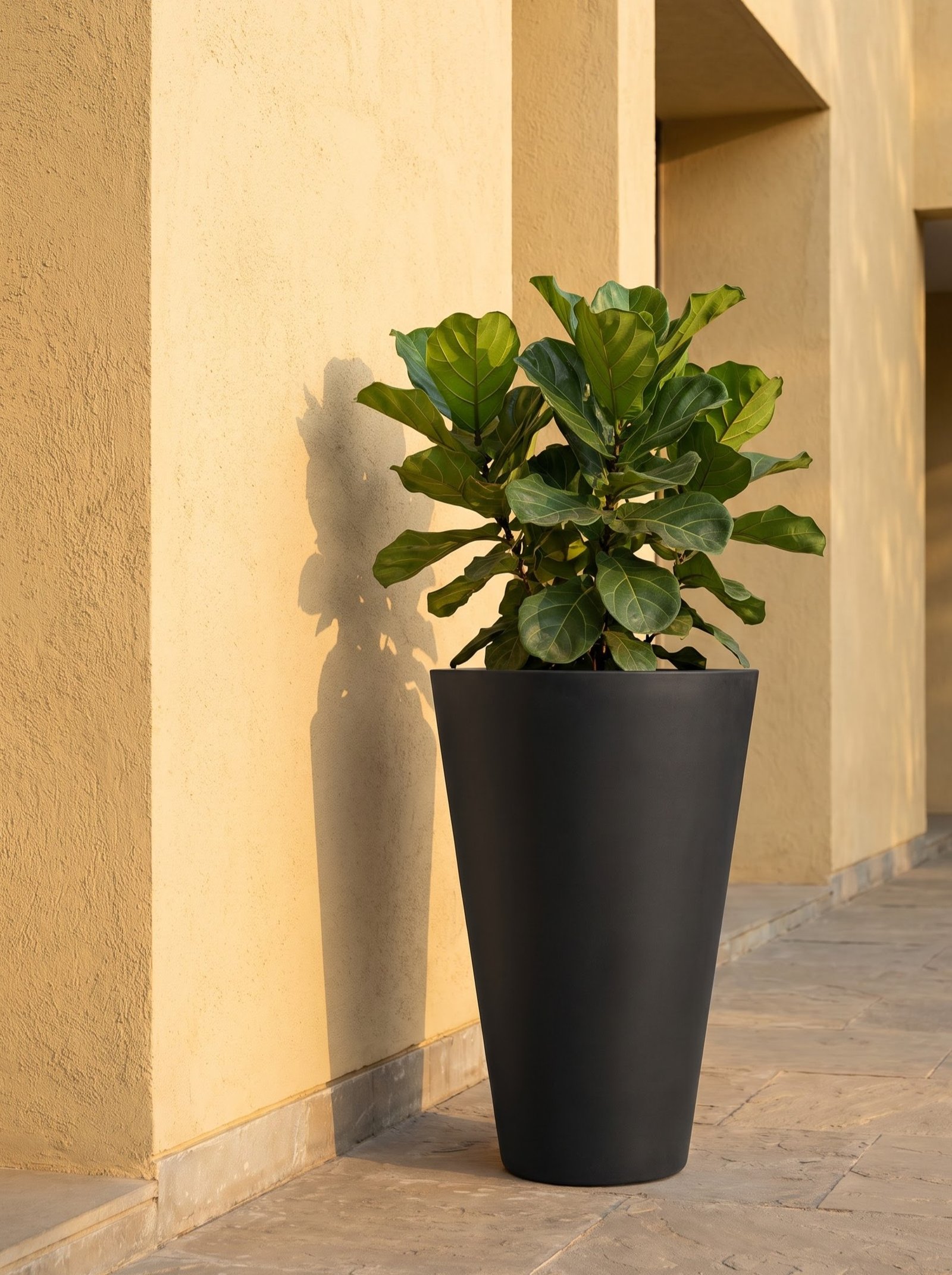 Cono - Image 6