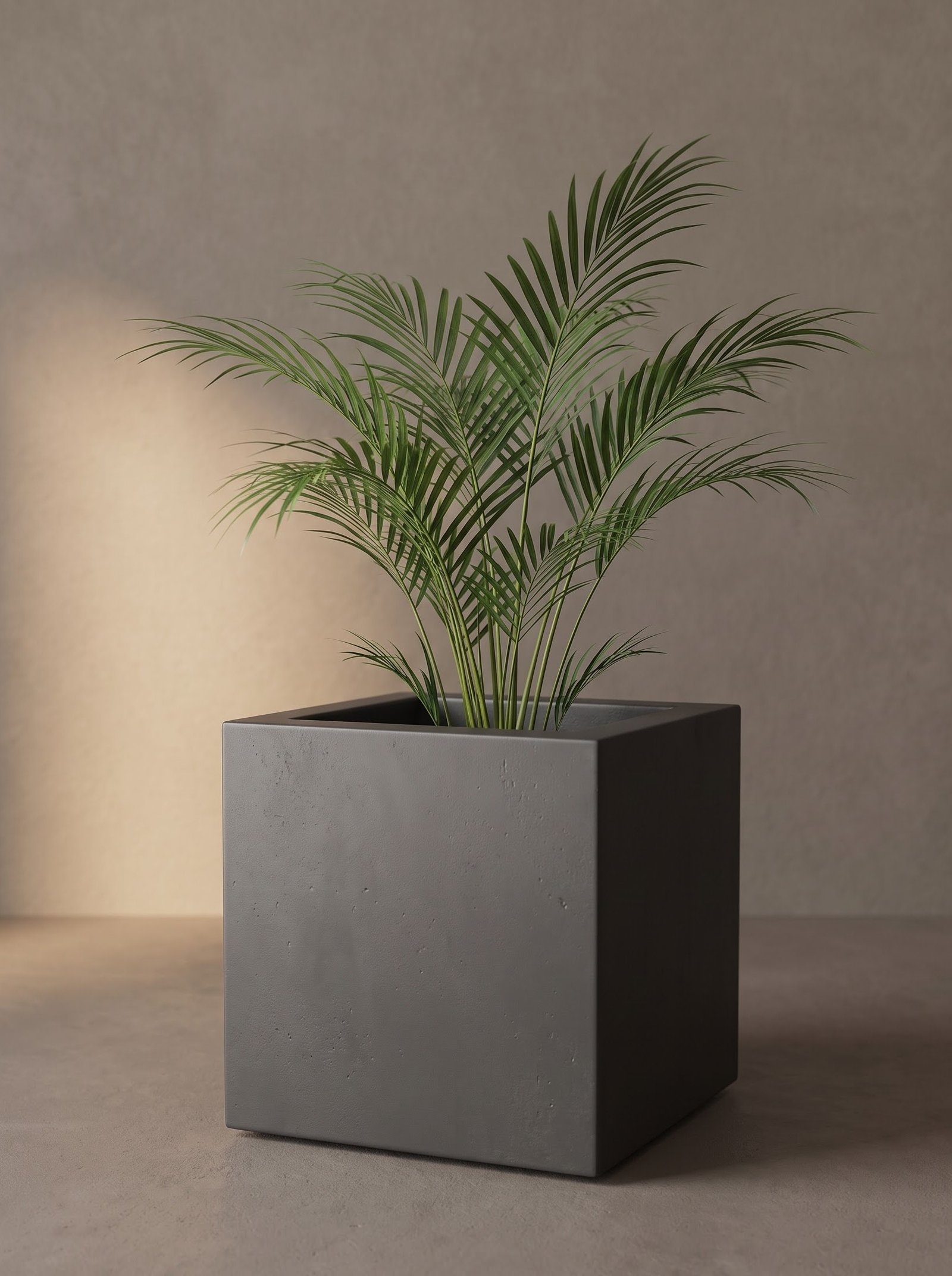 Coconut - Image 3