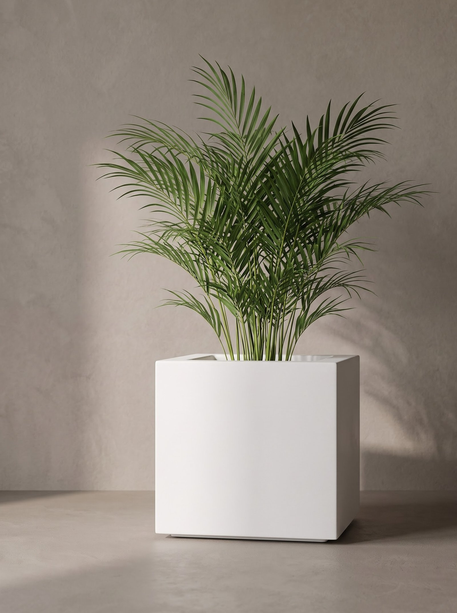 Coconut - Image 2