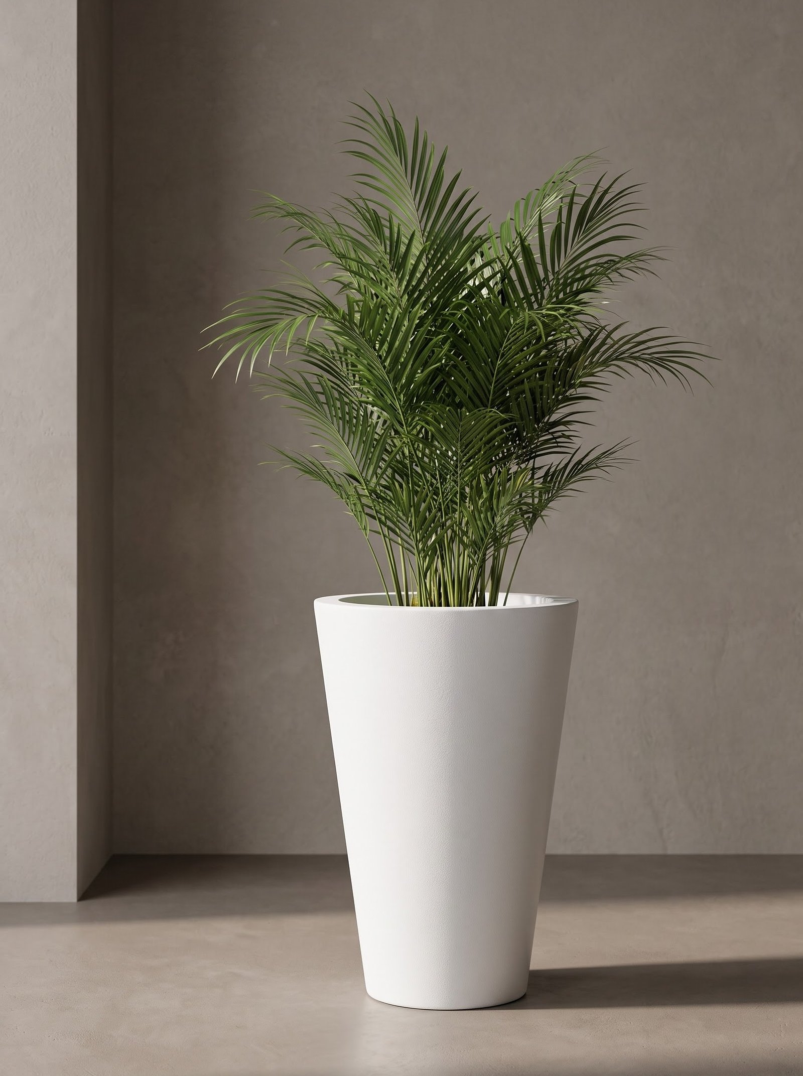 Cono - Image 2