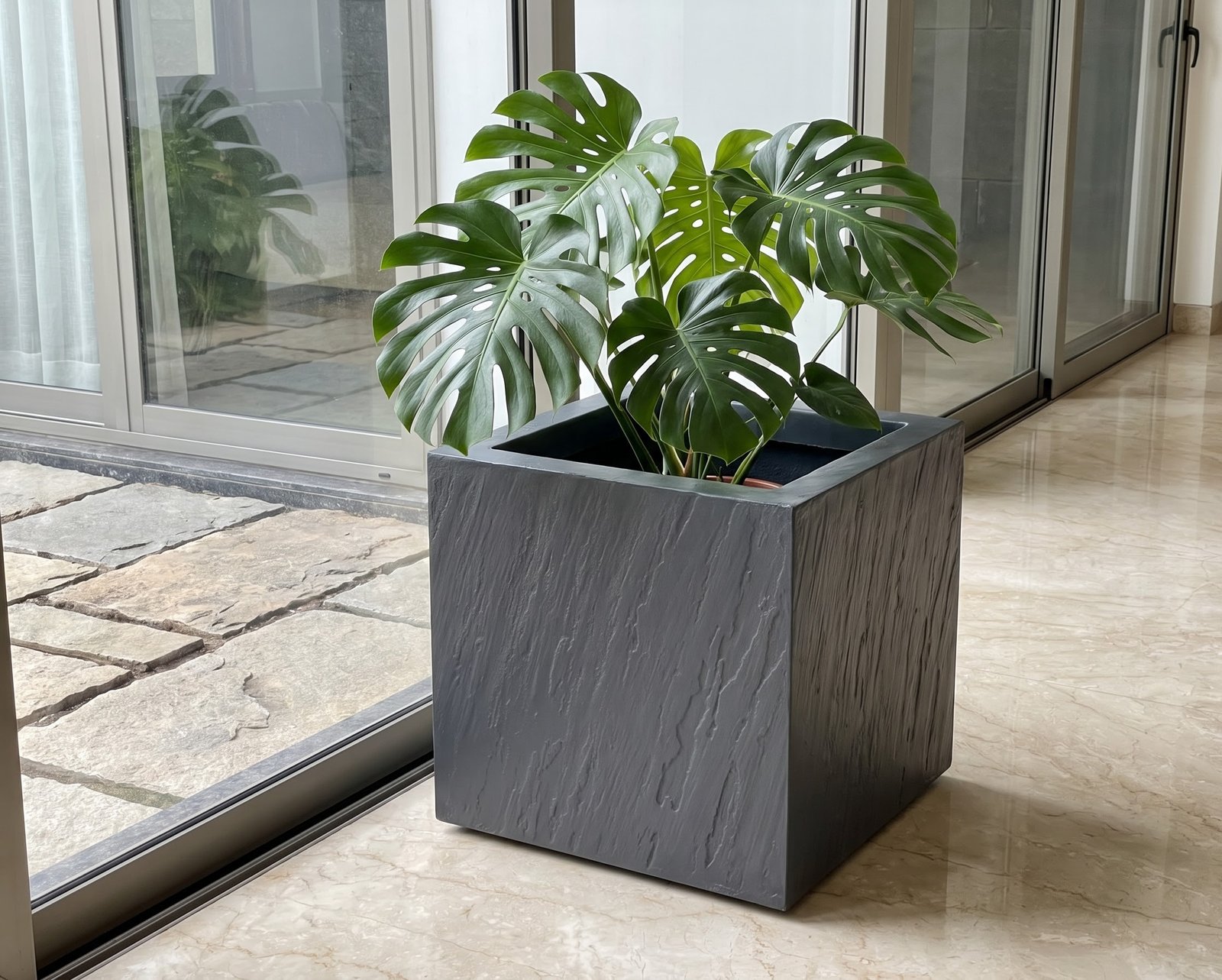 Monstera in Indoor Sunroom
