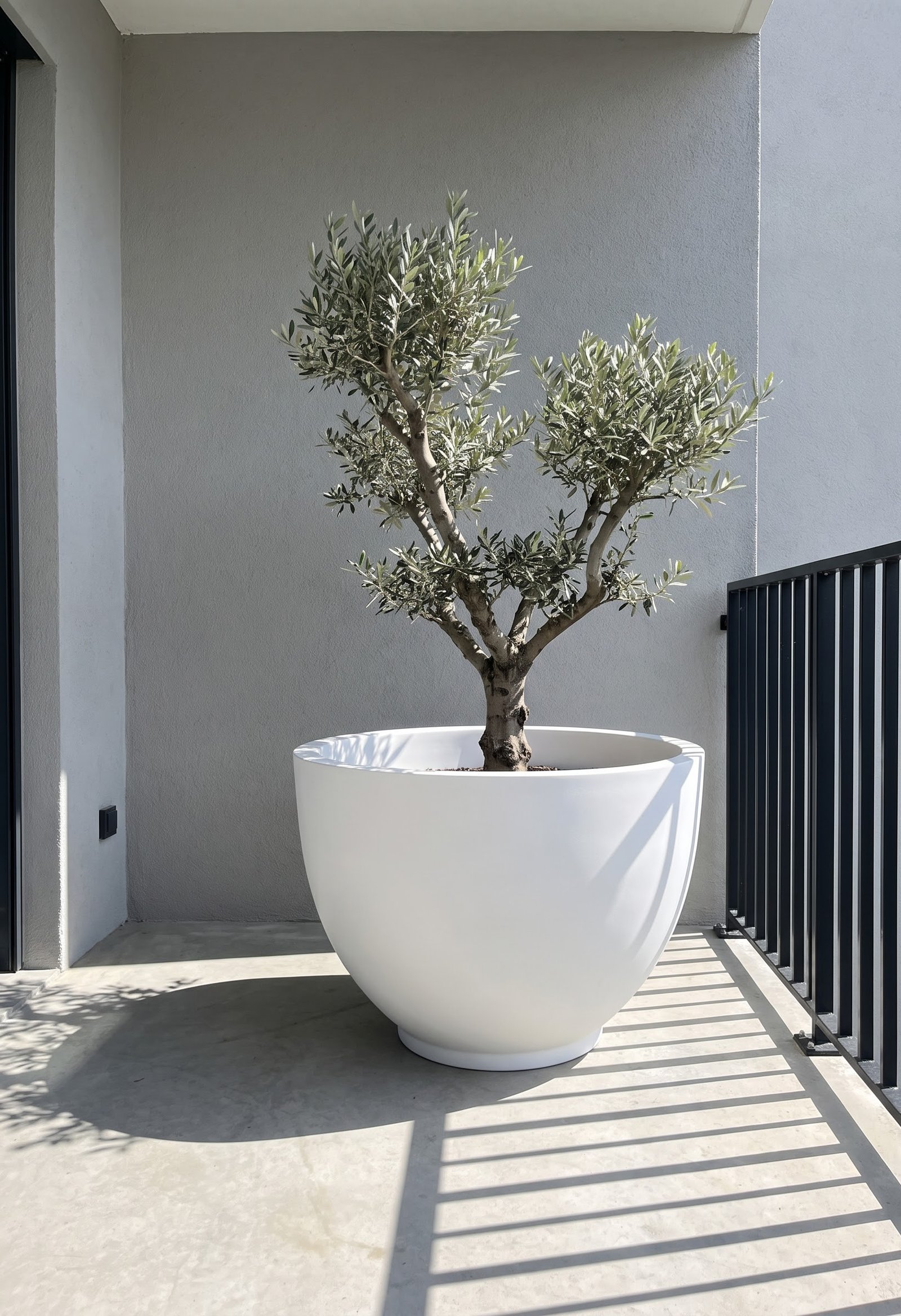 Bowl B Planter with Olive Tree
