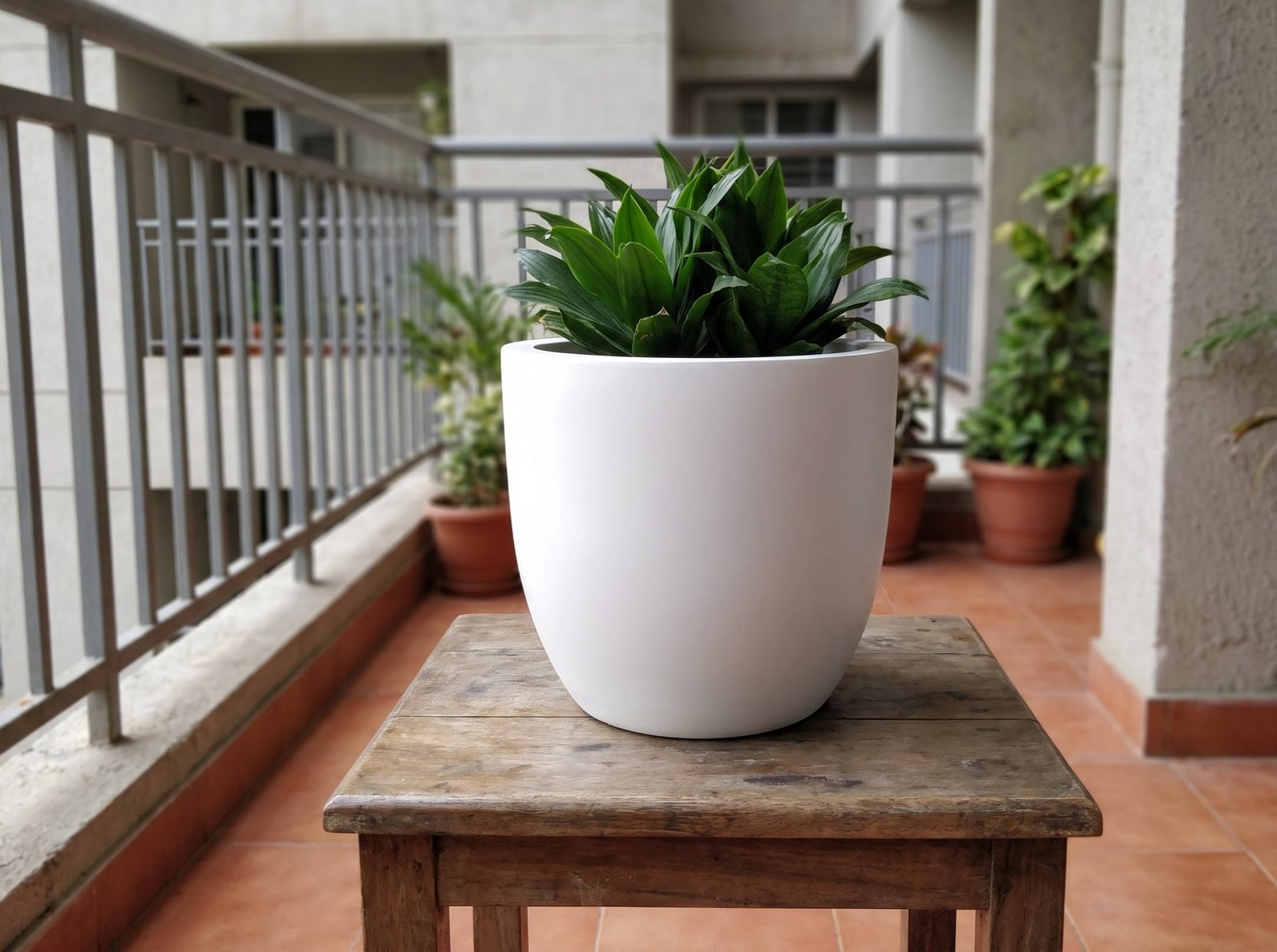 Kiwi Planter on Apartment Balcony Table
