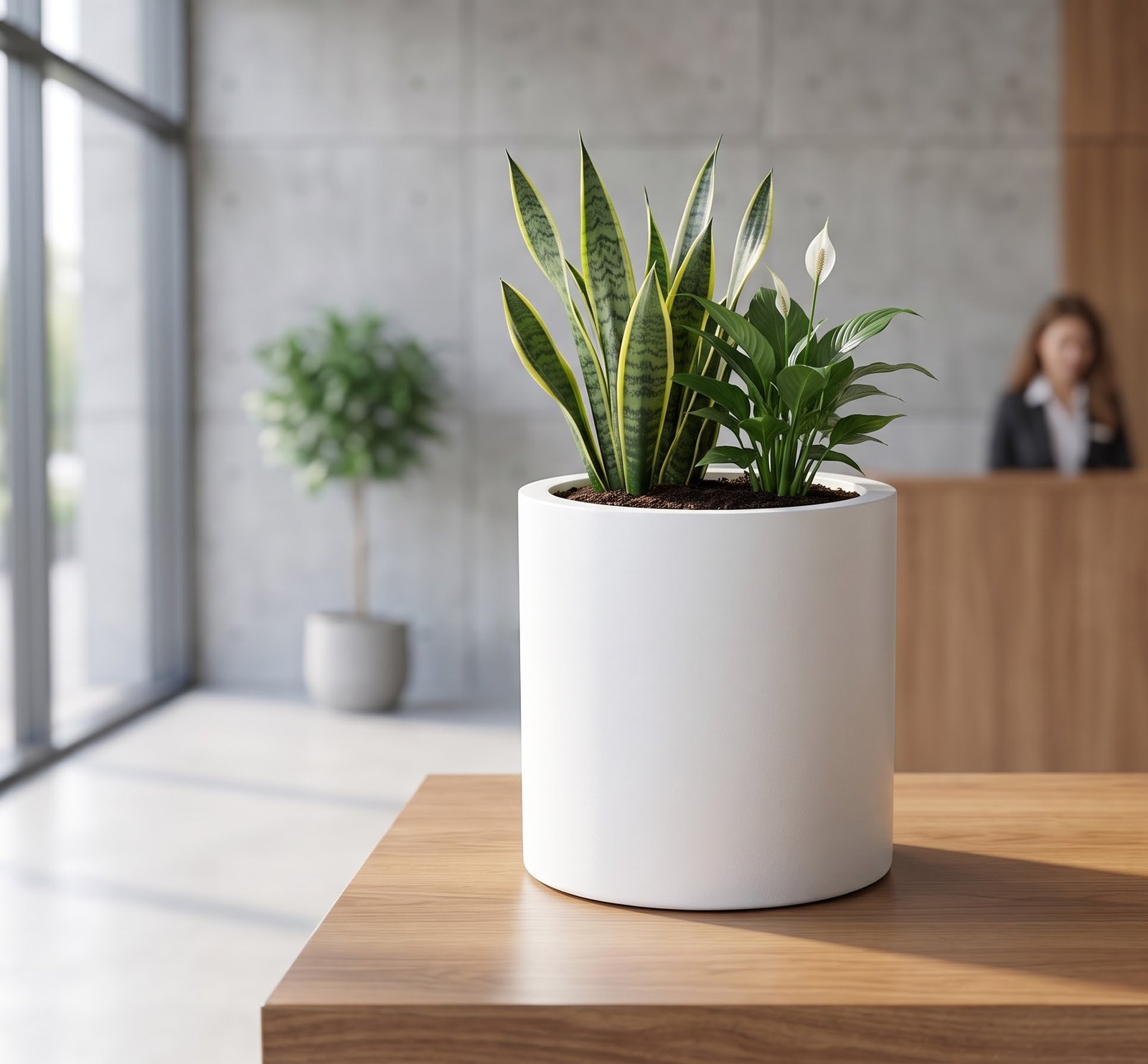 Dates Planter on Office Counter