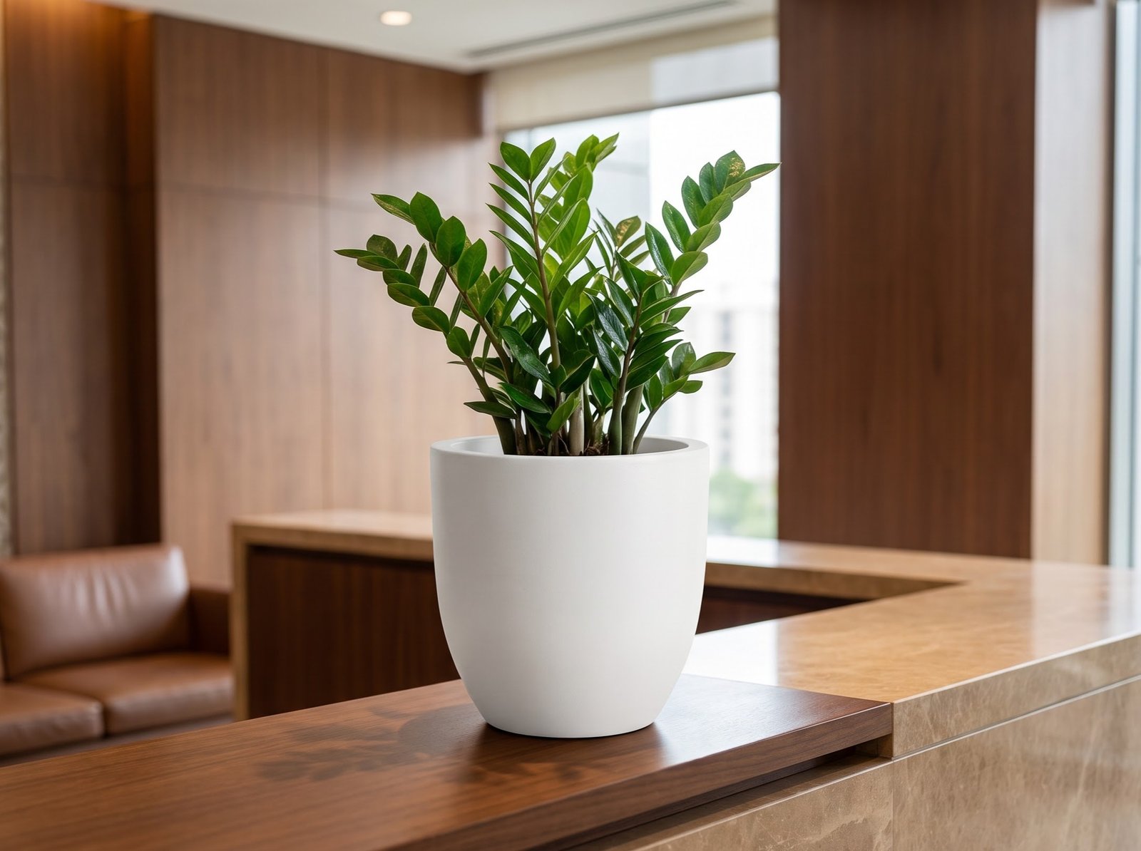 Kiwi Planter on Office Reception Counter