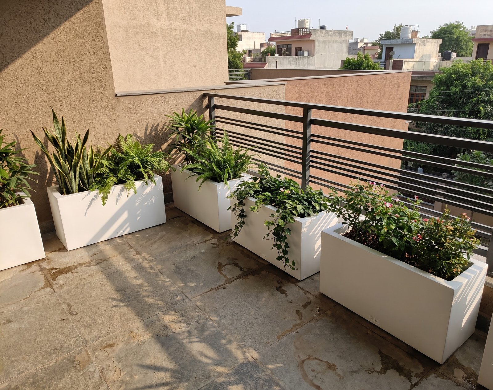 Rooftop Trees