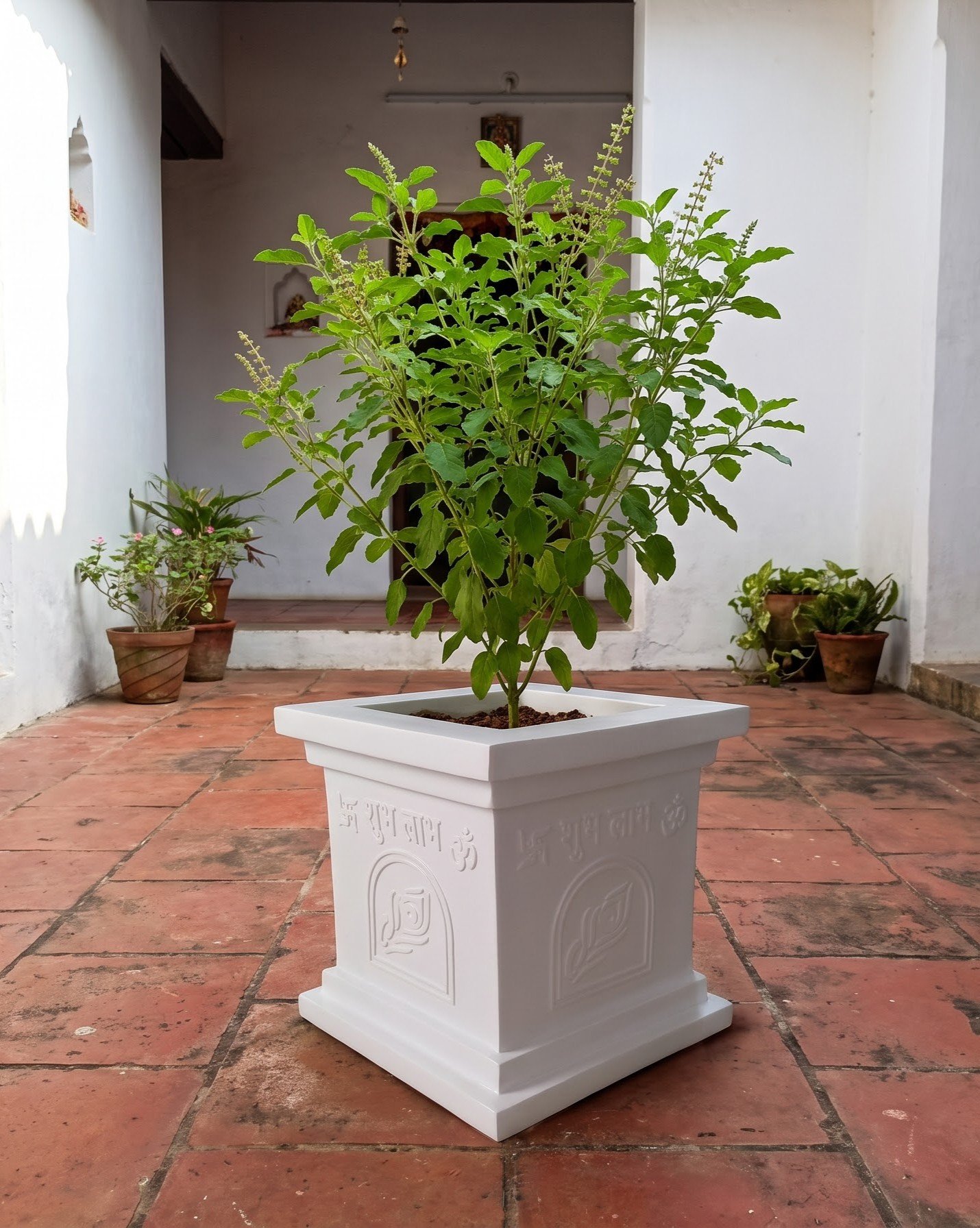 FRP Tulsi Planter on Terracotta Floor